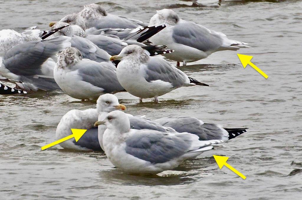 Iceland Gull 1 by jsawusch is licensed under CC BY-NC-SA 2.0.